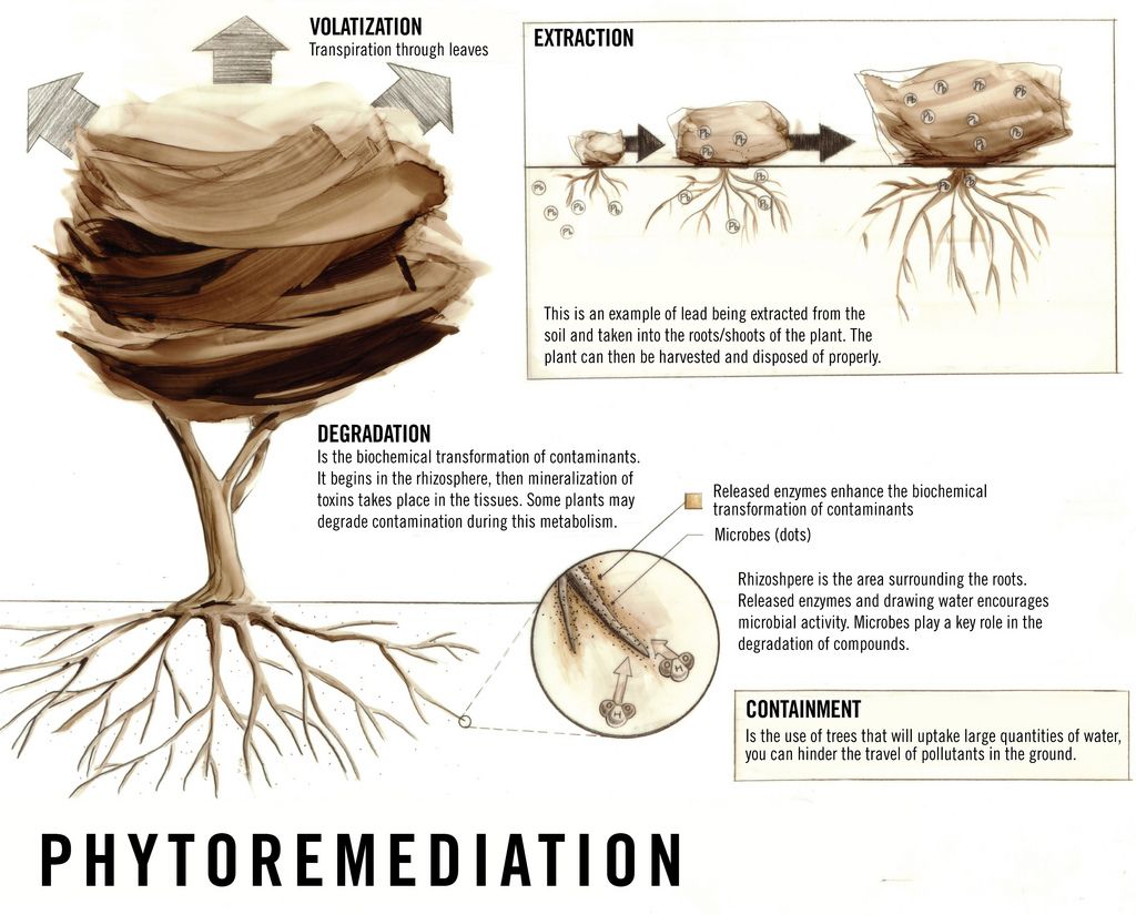 plant roots, soil, microorganisms, phytoremediation