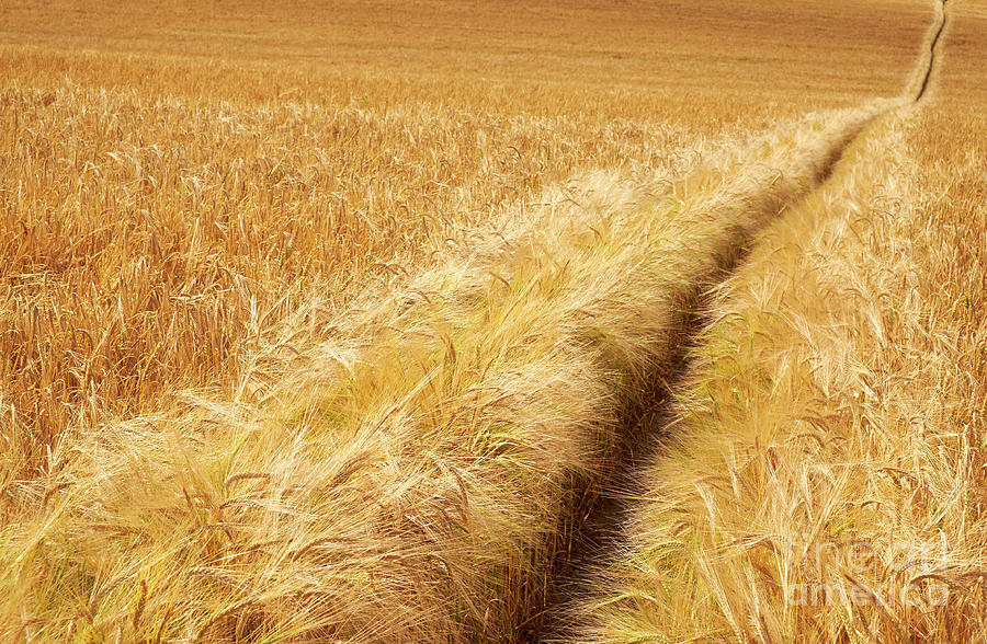 rolling barley bath natural scenery