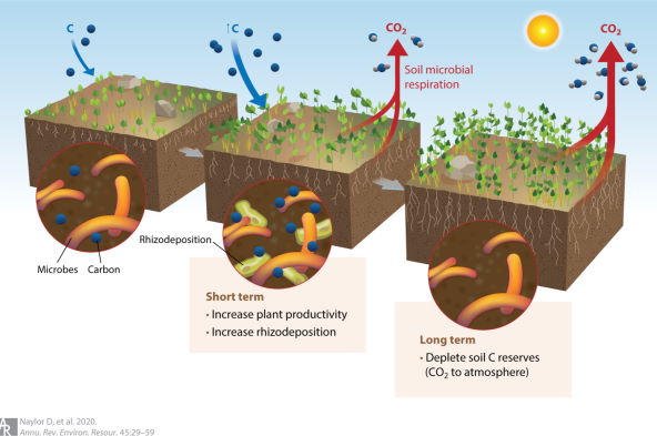 forest soil roots and microbes