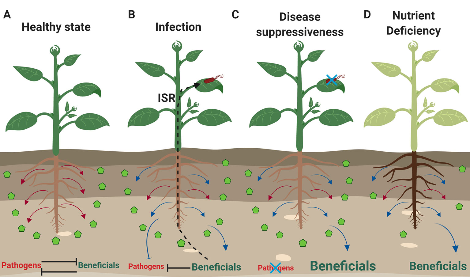 plant roots in soil with diverse microbial life