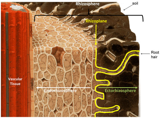 soil rhizosphere plant roots