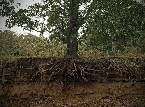forest roots and shoots