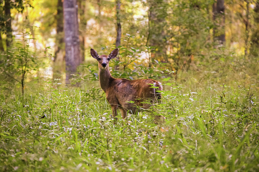 forest wild deer autumn