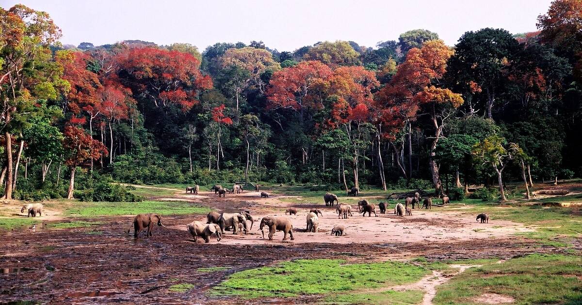 wildlife scenery forest