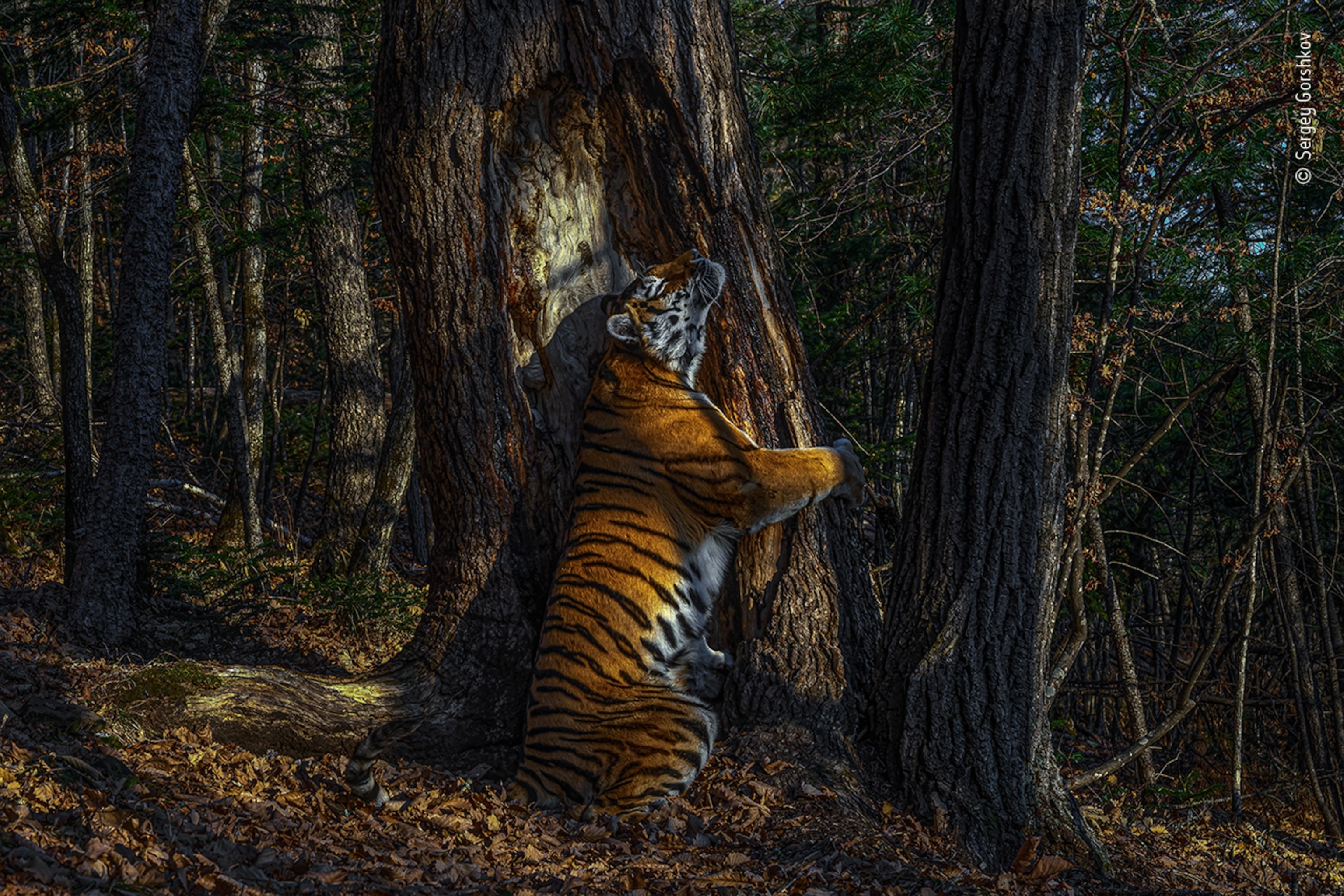 wildlife portrait nature forest