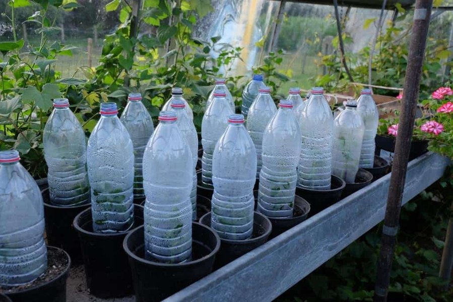 Jonge rozenstekken in potten die buiten staan