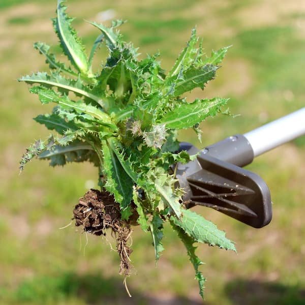 safely-remove-dandelions-lawn-323ewg9h