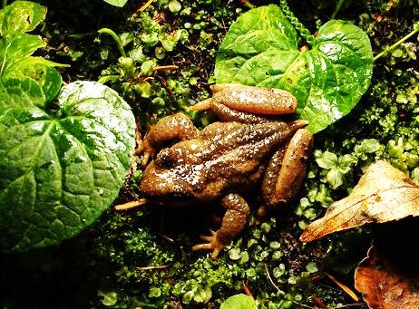 forest amphibians rocky streams