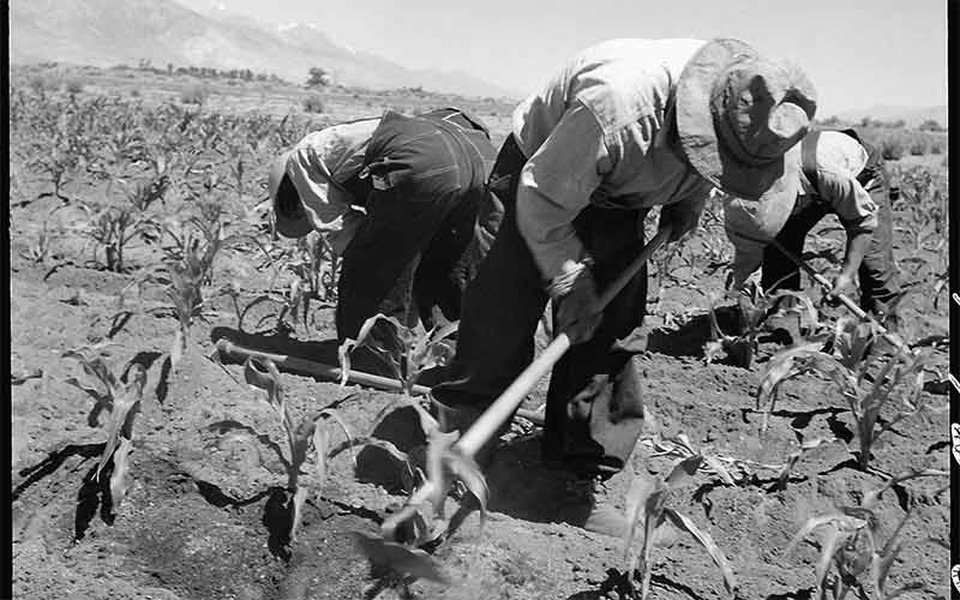 Farm laborers working in a field, depicting agricultural work from decades ago.