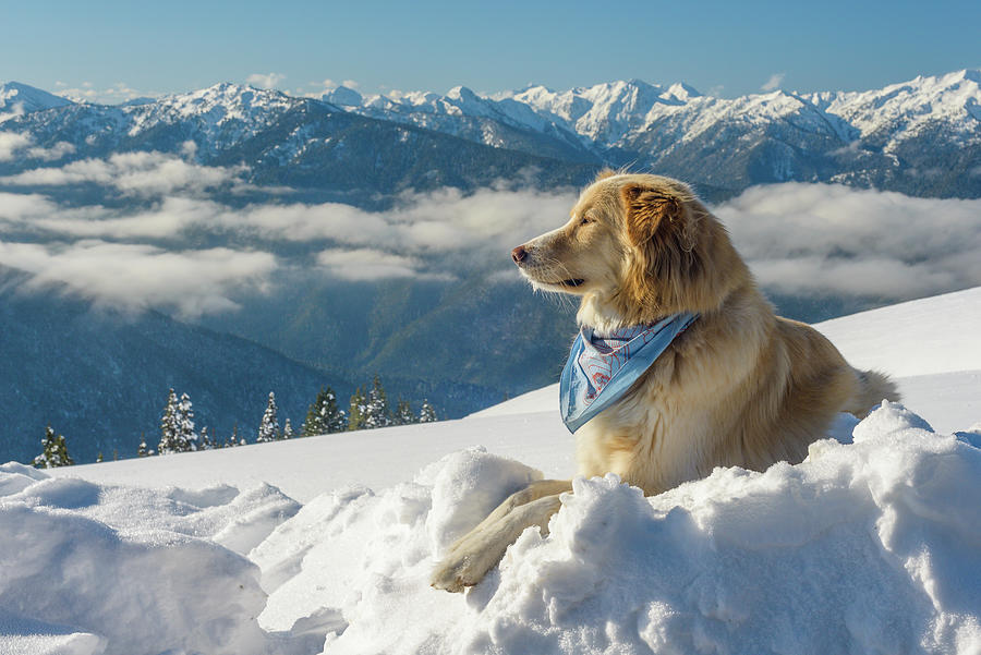 majestic snowy landscape with dog