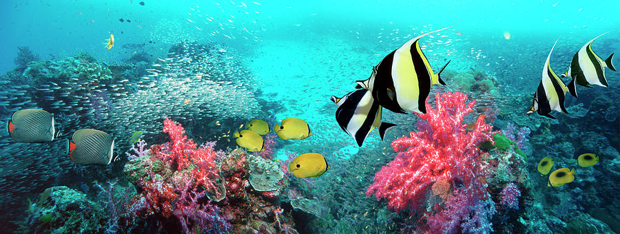underwater coral reef scenery