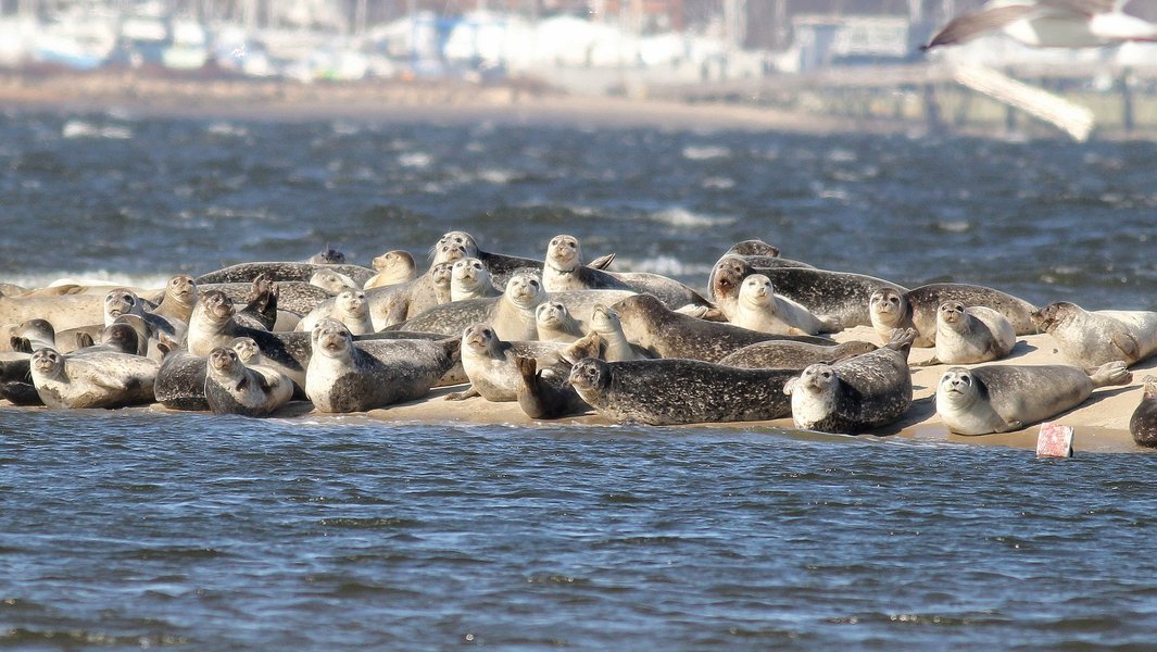 seals on sandy beach
