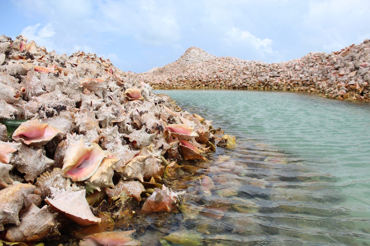 coastal seashell piles and natural scenery