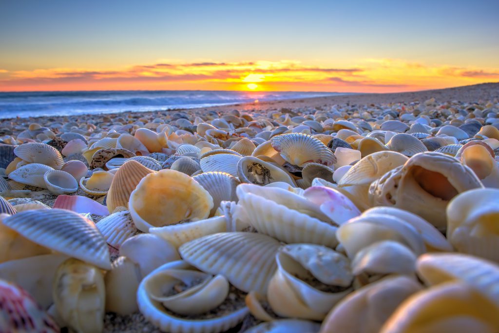 coastal seashells beach