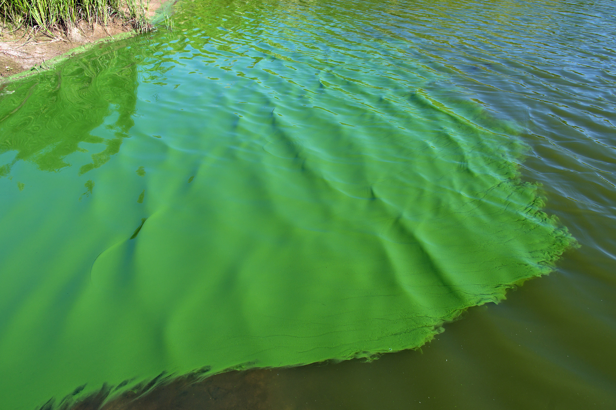 water reservoir cyanobacteria bloom