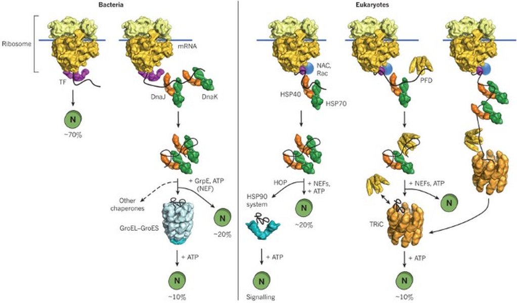 second-generation-pharmacological-chaperones-explained-lmt2p2h7