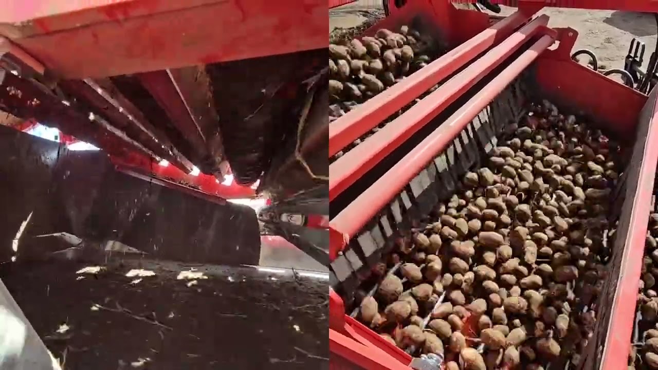 potato seeds processing apparatus