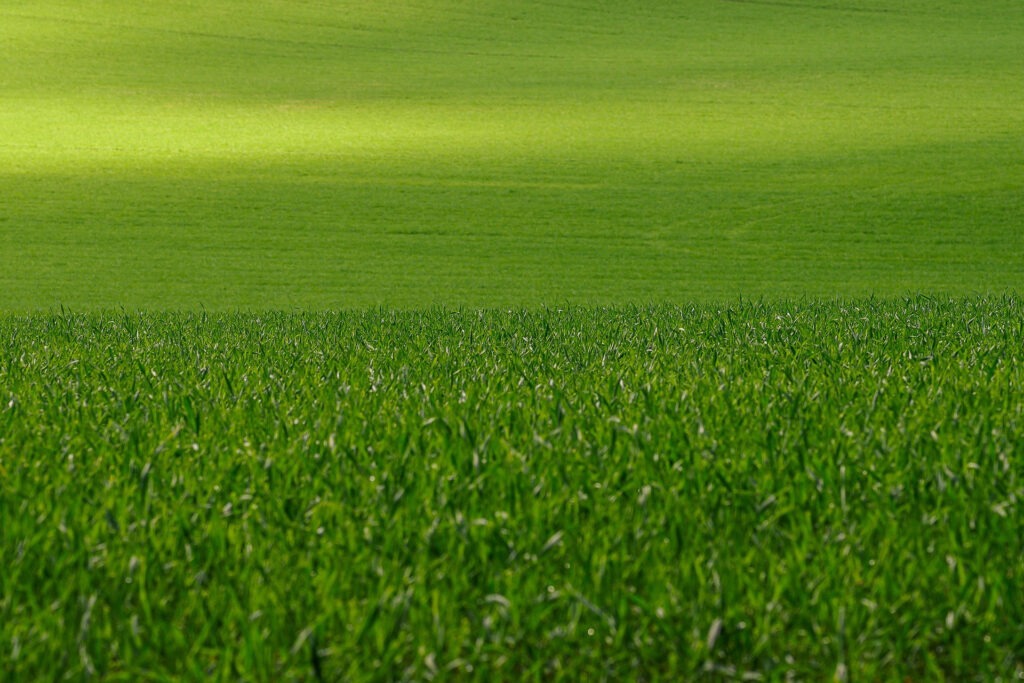 lush green seed fields