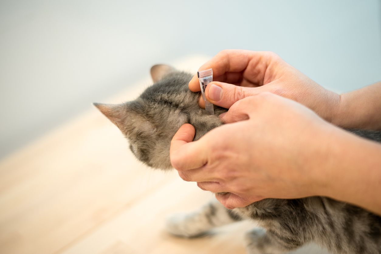 cat with topical treatment and fleas