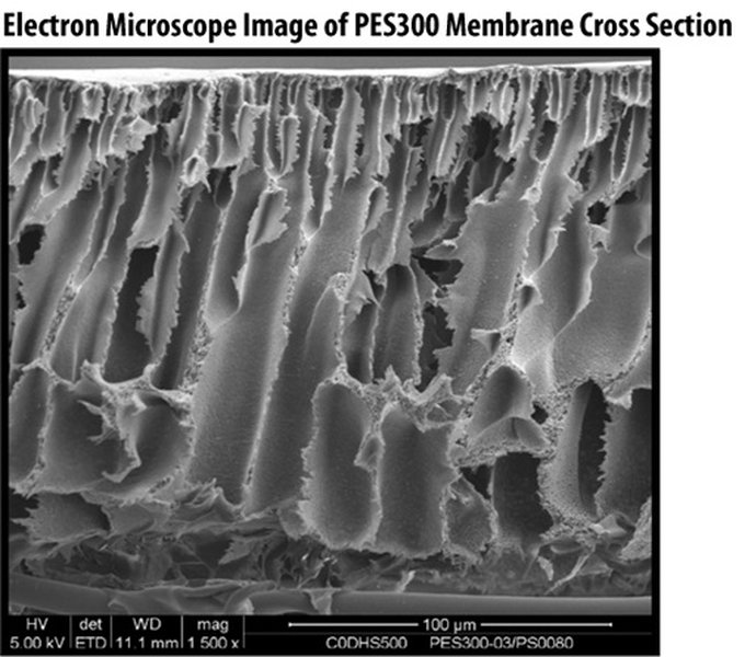 sem-dot-mapping-max-phase-membranes-persian-ftsqralo