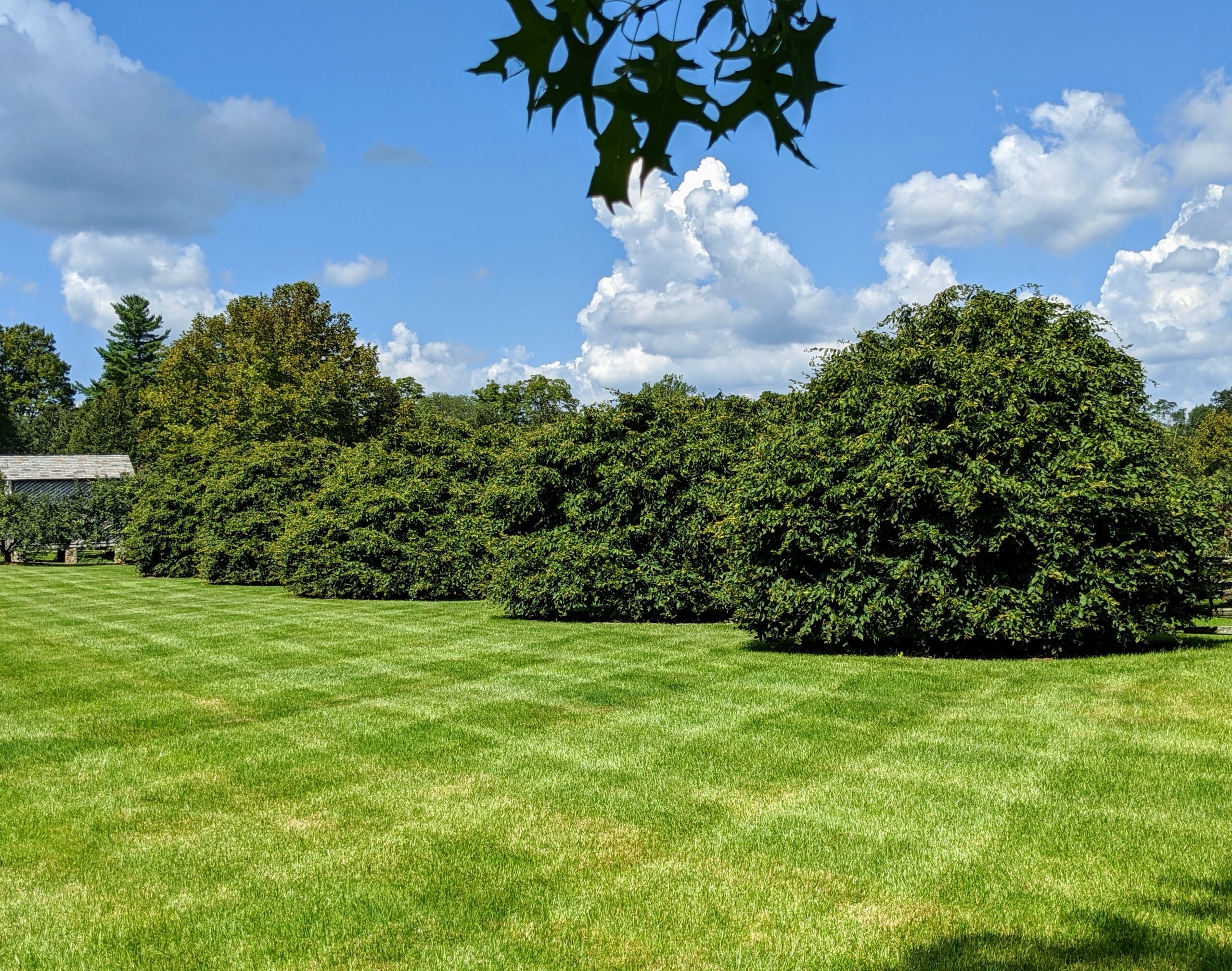 lush green trees landscape