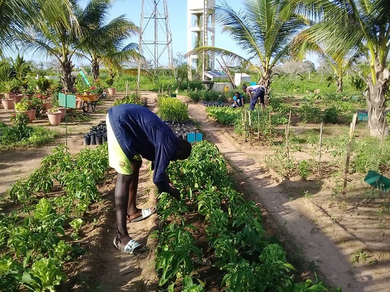 senegal-agroecology-local-knowledge-qki75vh7