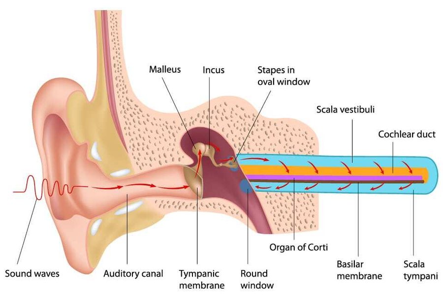 Ithy - Unraveling Sensorineural Hearing Loss: A Deep Dive into Inner ...