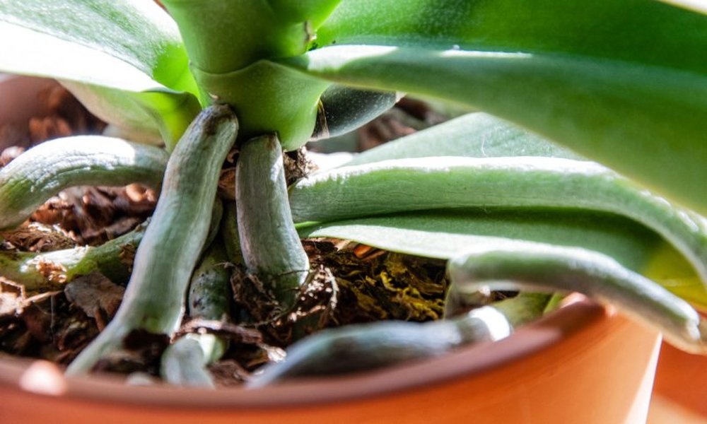 Healthy Orchid Roots