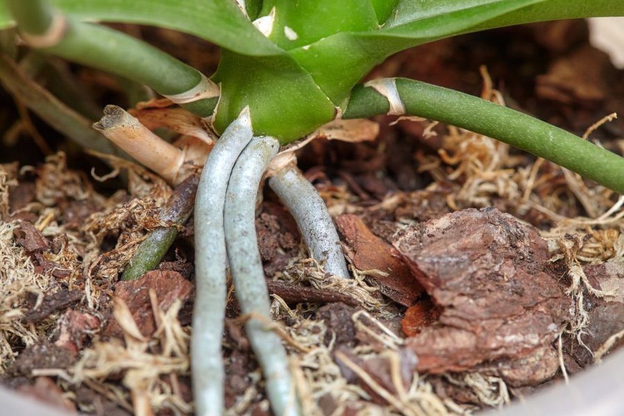 Orchid Roots in Pot