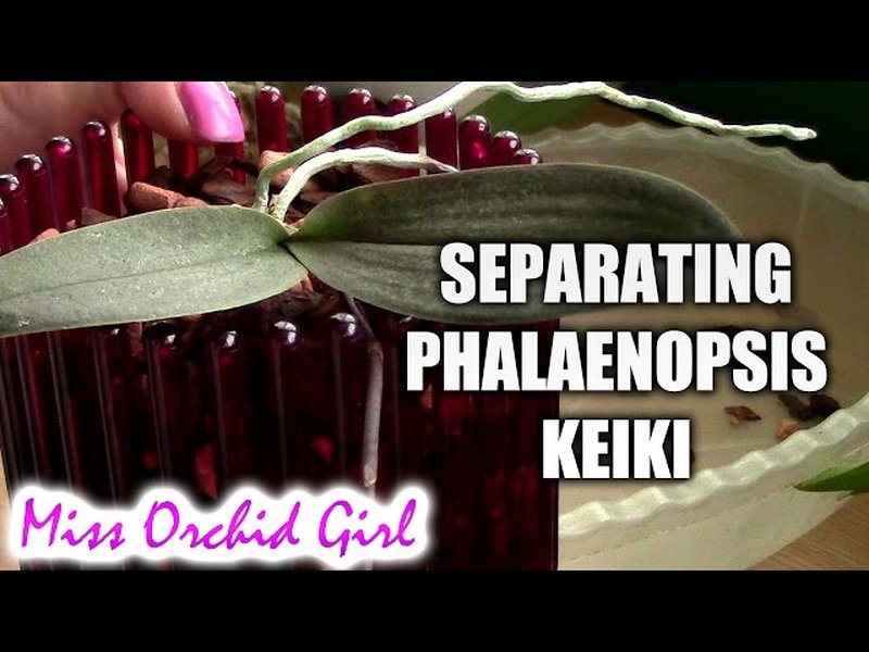 separating-moth-orchids-ykr6yos5