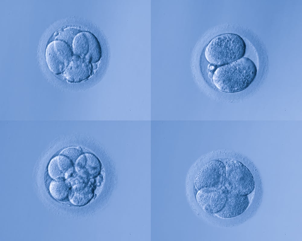 embryo development microscope image