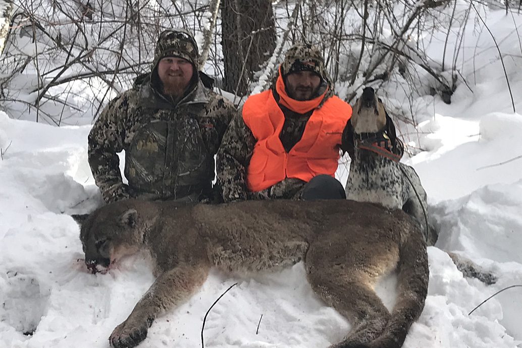 mountain lions in rugged montana
