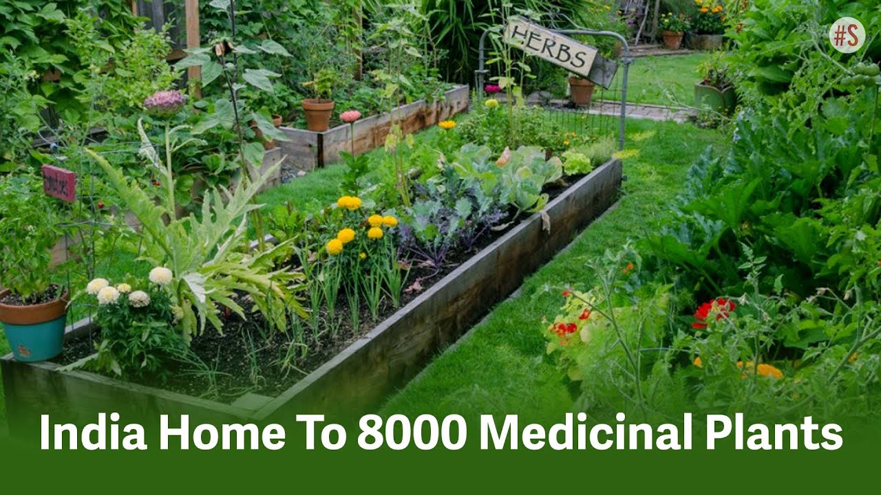 herbal plants india landscape