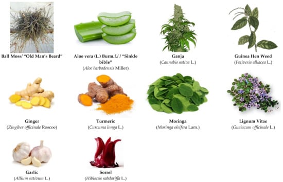 tropical plants medicine root