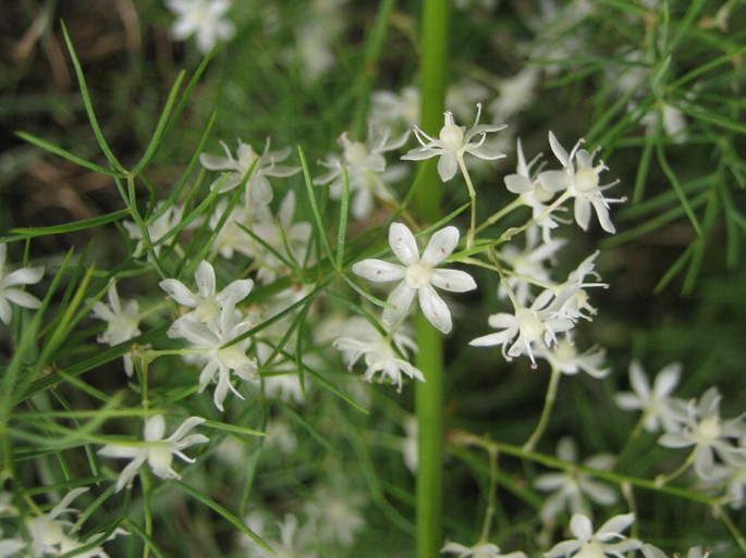 asparagus racemosus plant, herbal medicine, natural scenery