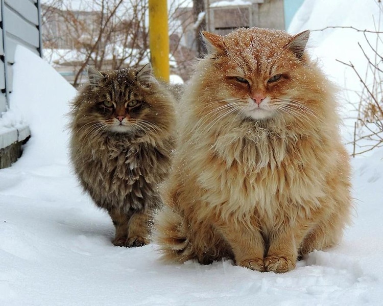 Siberian cat, snowy forest, majestic animal