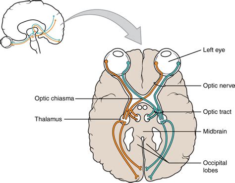 optic nerve dural sheath anatomy