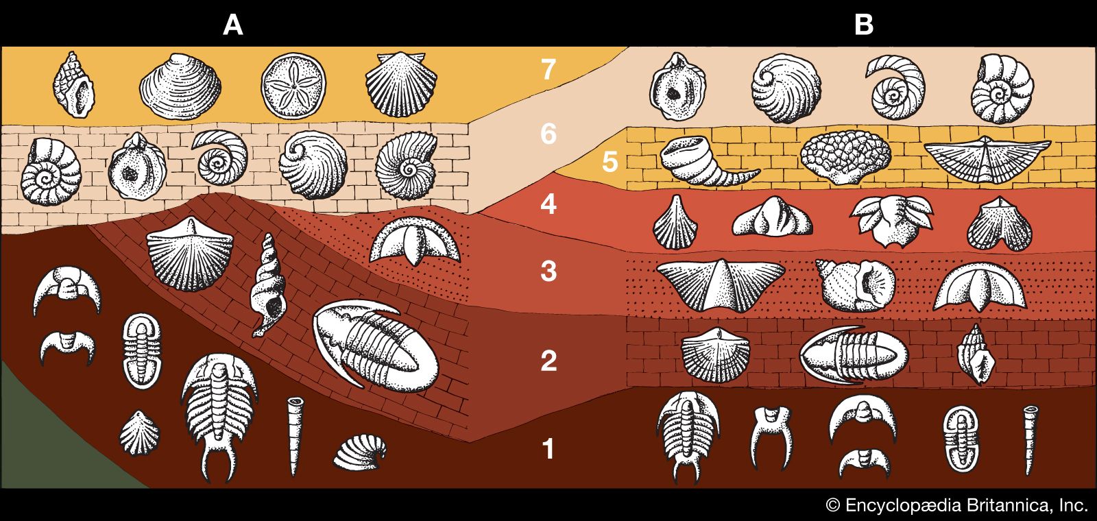 ancient geological strata and fossil remains