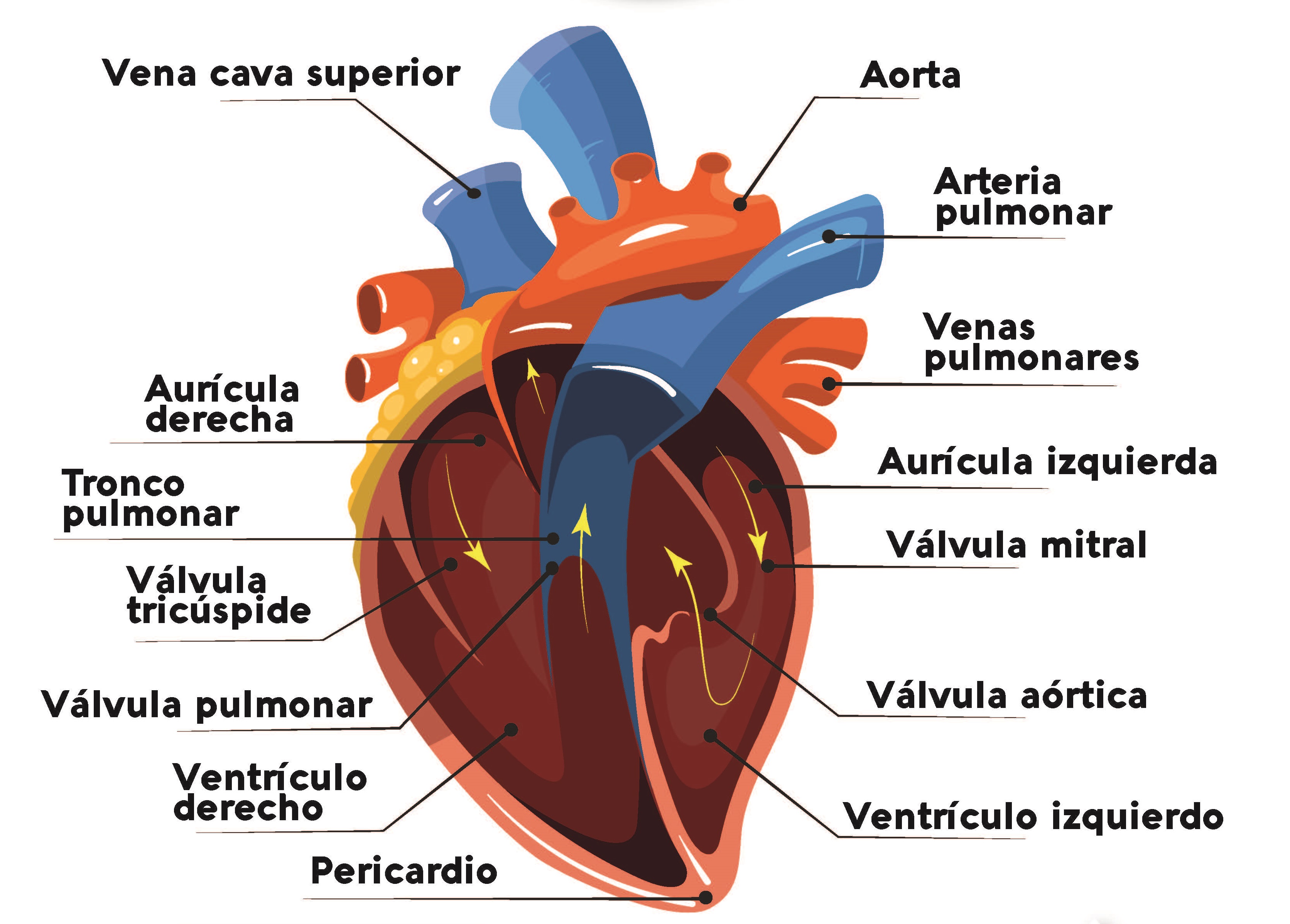 corazon y vasos sanguineos