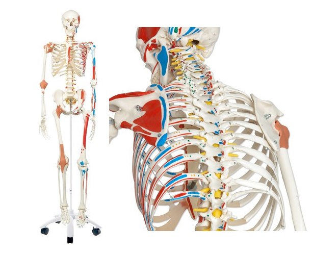 human skeleton model education