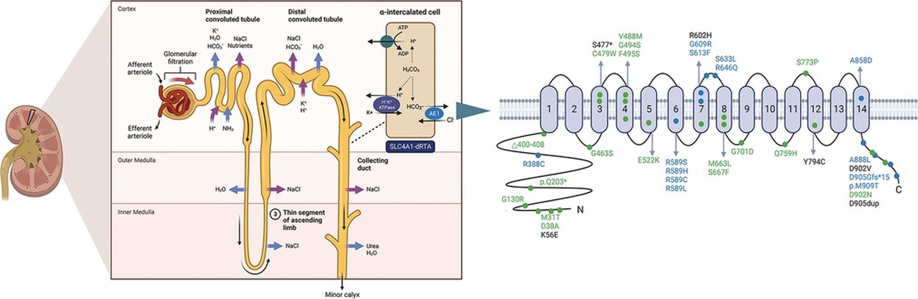 Clinical features of dRTA patients