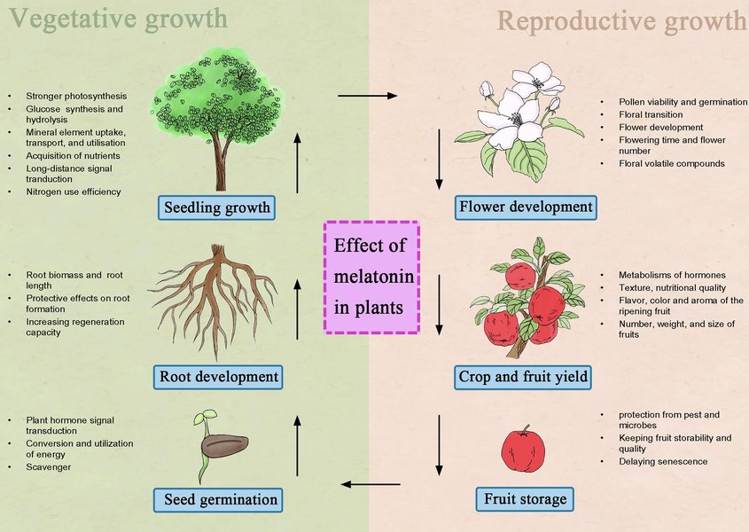 molecules, sleep, natural remedies, plants