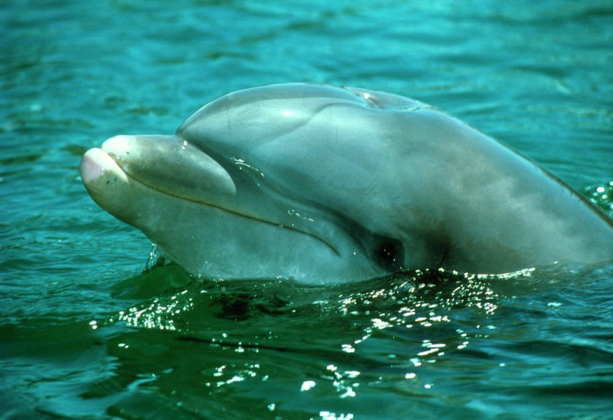 Head of a Bottlenose Dolphin