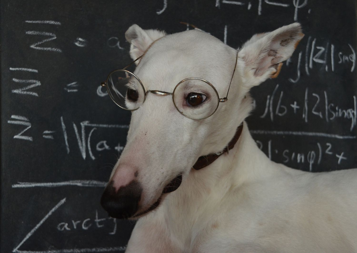 Ithy - The Smartest Animals on Earth