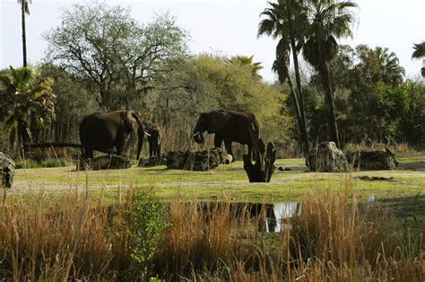 intelligent animal kingdom