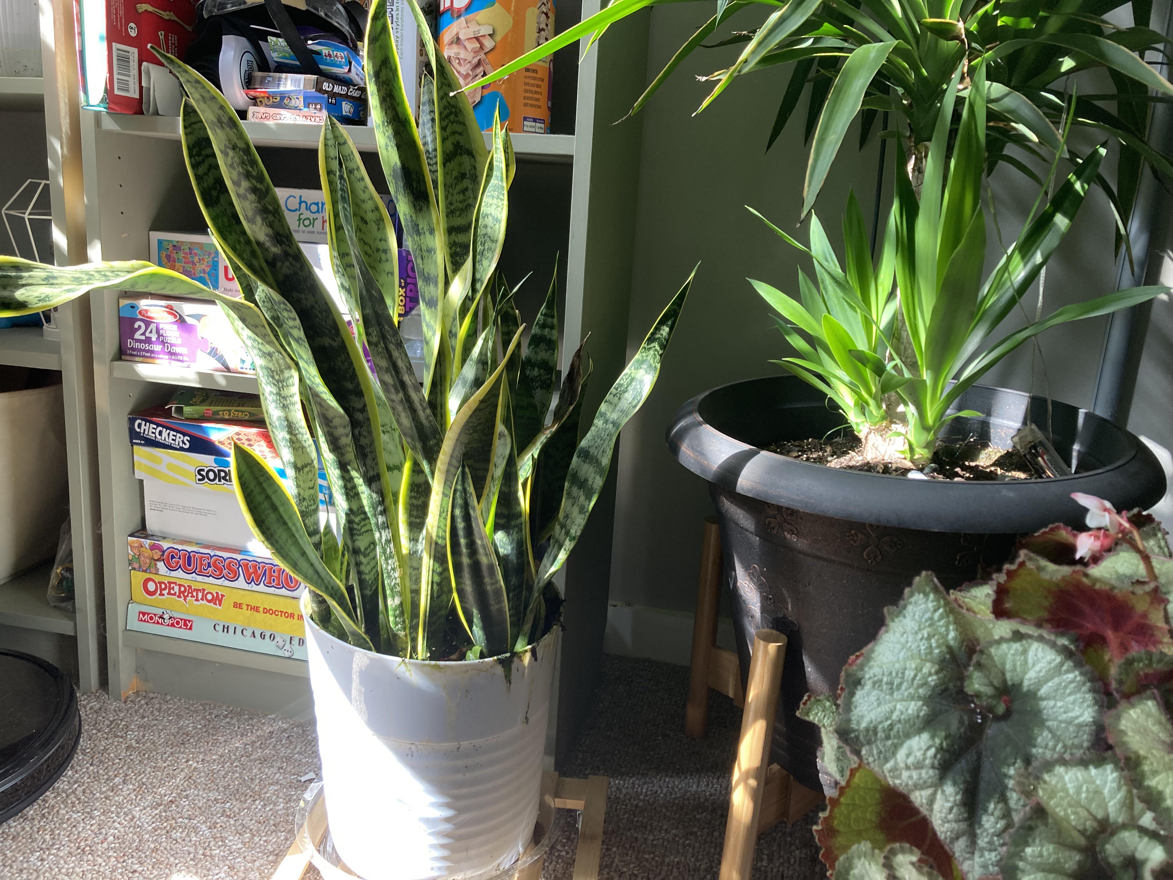 snake plant leaves air cleaning process