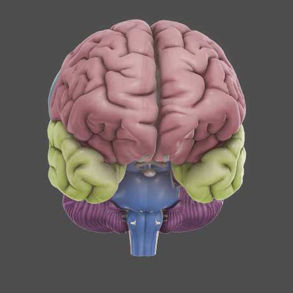 snp-analysis-memory-genetics-zmhiv3ef