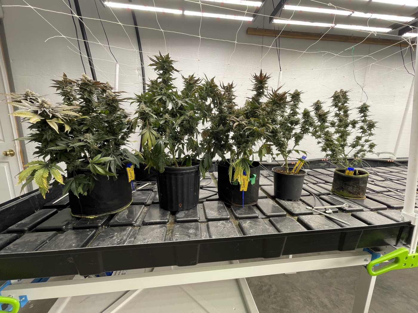 indoor grow room with pots and large container