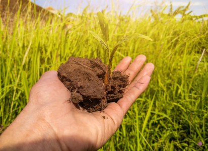vibrant soil organisms field landscape