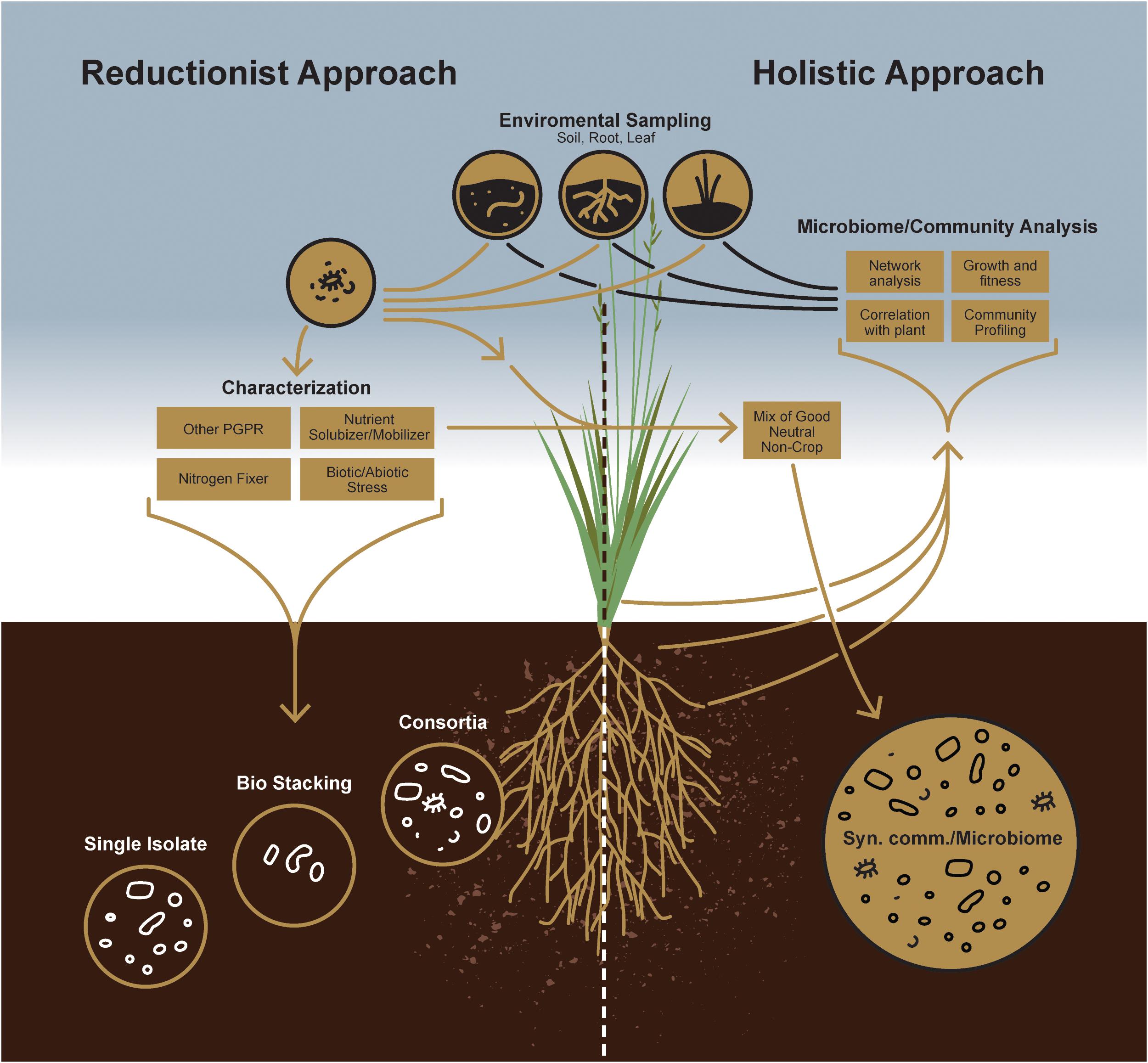 soil microbes in a vibrant agricultural field
